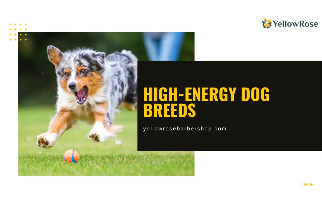 High-energy Dog Breeds