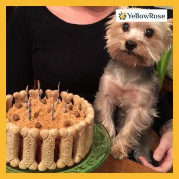 Homemade Dog-Friendly Cake