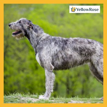 Irish Wolfhound – The Gentle Giant’s Tail