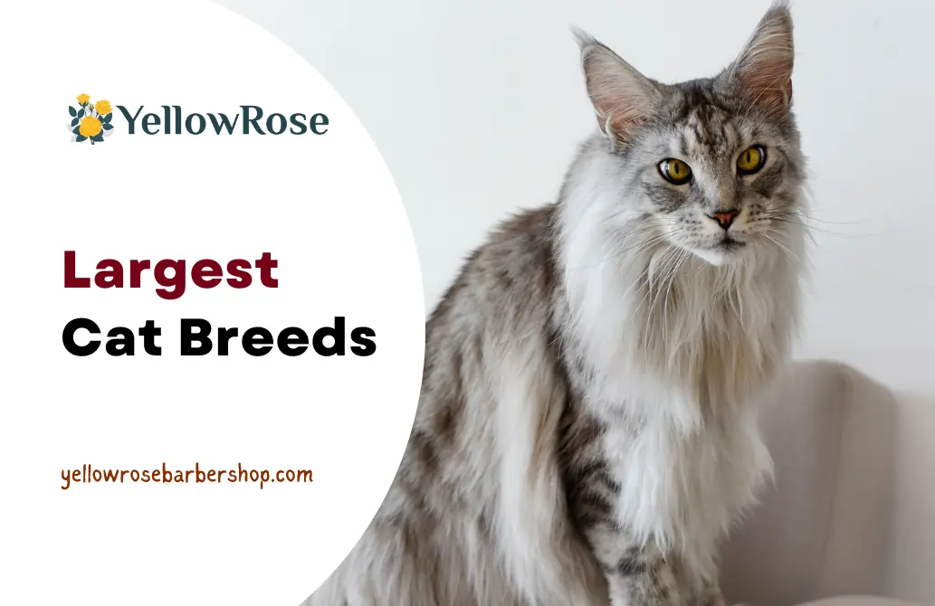 Largest Cat Breeds