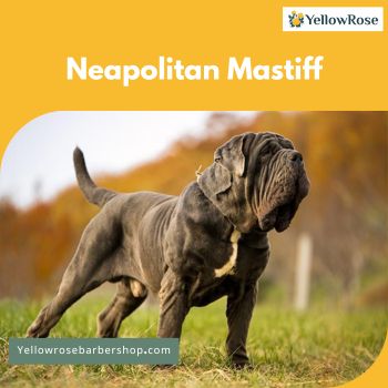 Neapolitan Mastiff