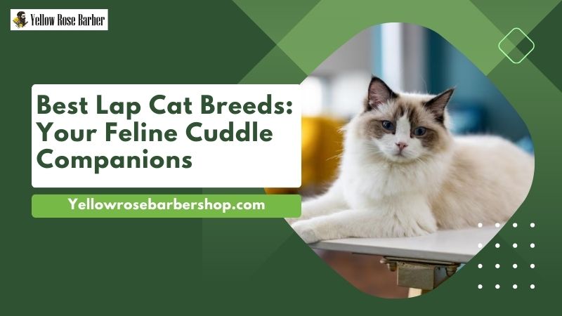 Best Lap Cat Breeds: Your Feline Cuddle Companions