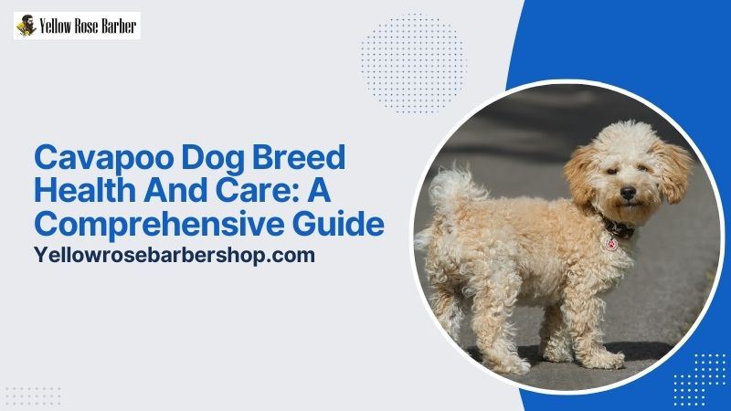 Cavapoo Dog Breed Health and Care: A Comprehensive Guide