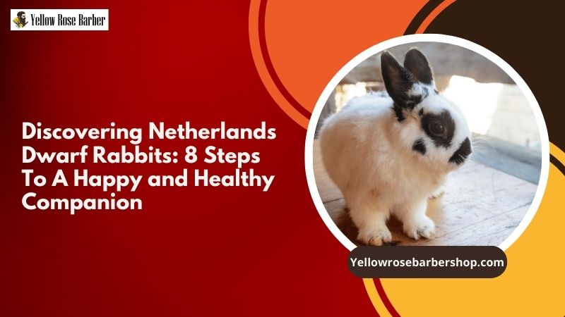 Discovering Netherlands Dwarf Rabbits: 8 Steps to a Happy and Healthy Companion