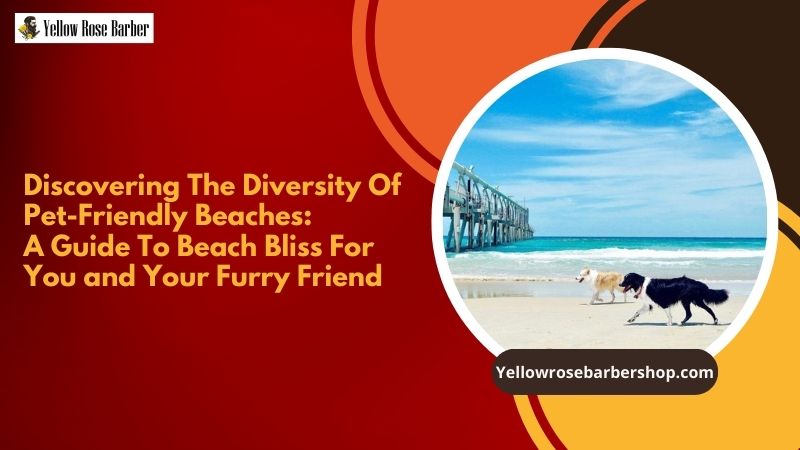 Discovering the Diversity of Pet-Friendly Beaches: A Guide to Beach Bliss for You and Your Furry Friend