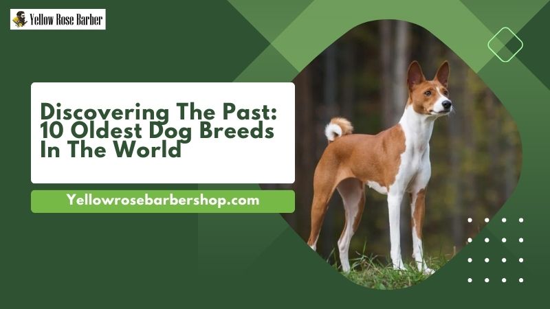 Discovering the Past: 10 Oldest Dog Breeds in the World