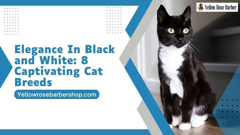 Elegance in Black and White: 8 Captivating Cat Breeds