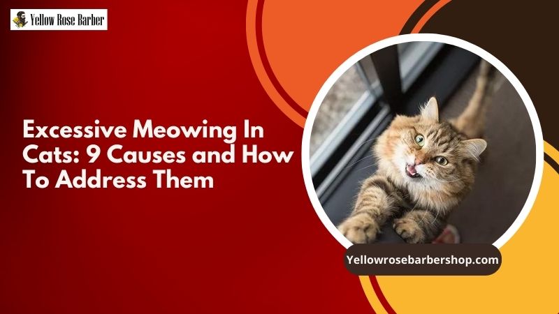 Excessive Meowing in Cats: 9 Causes and How to Address Them