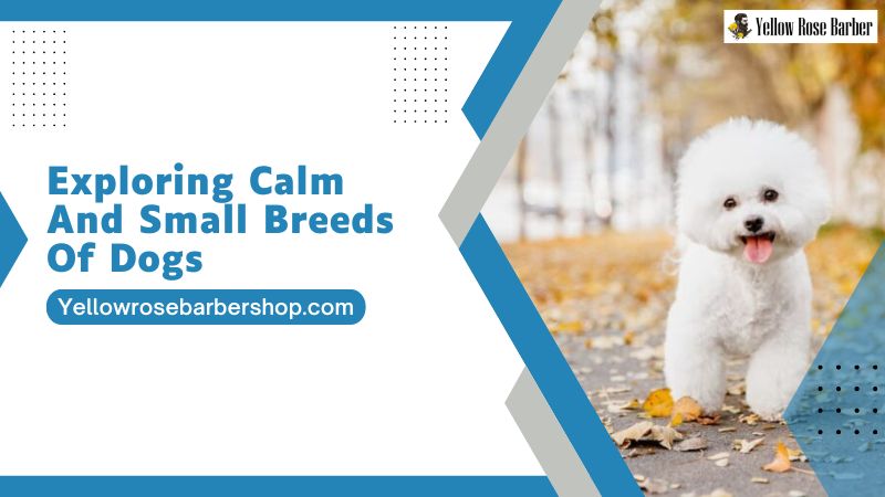 Exploring Calm and Small Breeds of Dogs