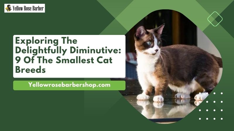 Exploring the Delightfully Diminutive: 9 of the Smallest Cat Breeds