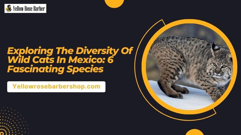 Exploring the Diversity of Wild Cats in Mexico: 6 Fascinating Species