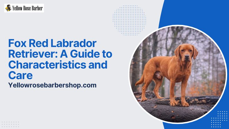 Fox Red Labrador Retriever: A Guide to Characteristics and Care
