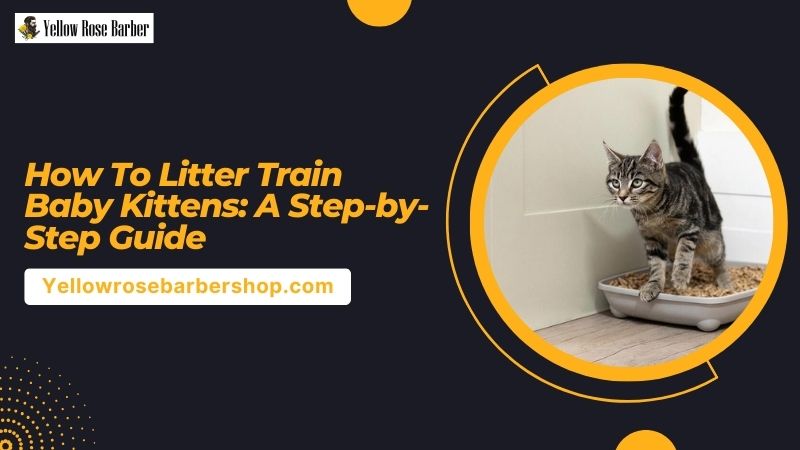 How to Litter Train Baby Kittens: A Step-by-Step Guide