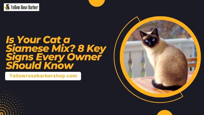 Is Your Cat a Siamese Mix? 8 Key Signs Every Owner Should Know
