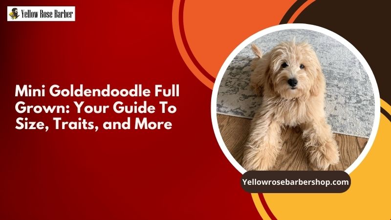 Mini Goldendoodle Full Grown: Your Guide to Size, Traits, and More