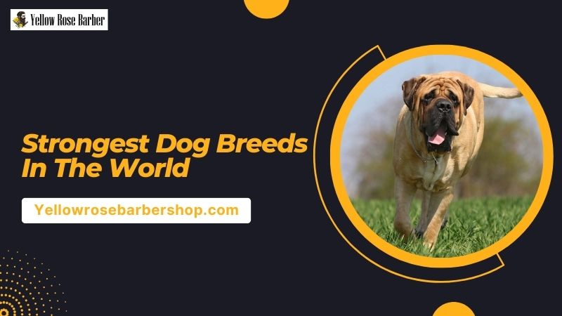 Strongest Dog Breeds in the World