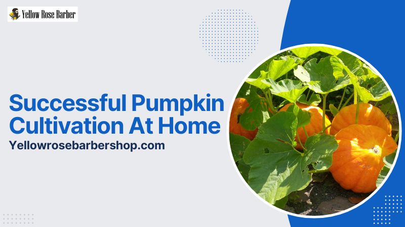Successful Pumpkin Cultivation At Home