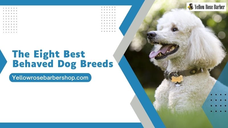The Eight Best Behaved Dog Breeds