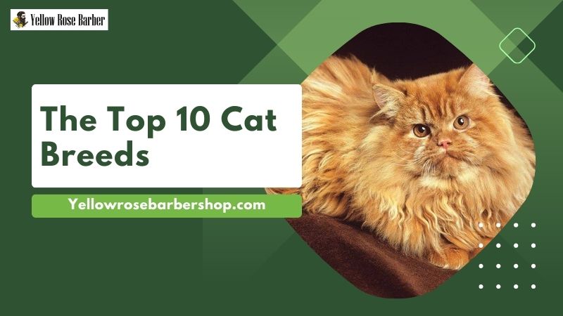 The Top 10 Cat Breeds
