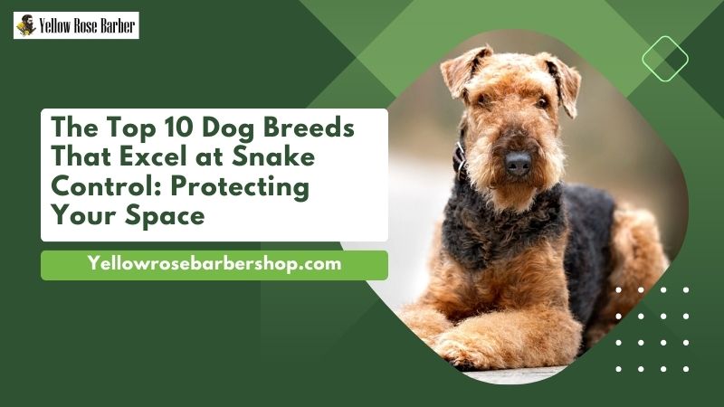 The Top 10 Dog Breeds That Excel at Snake Control: Protecting Your Space