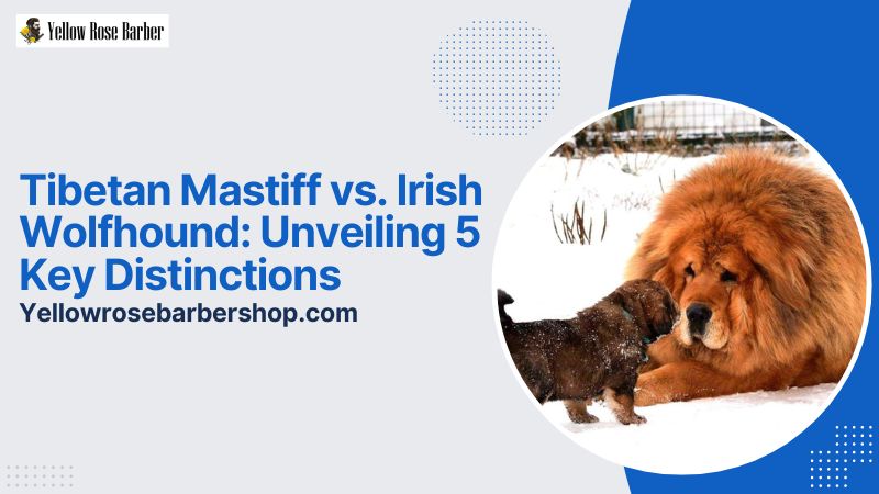 Tibetan Mastiff vs. Irish Wolfhound: Unveiling 5 Key Distinctions