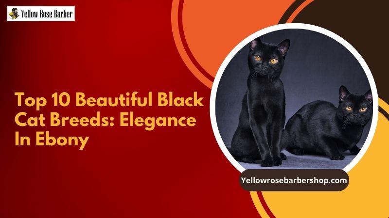 Top 10 Beautiful Black Cat Breeds: Elegance in Ebony