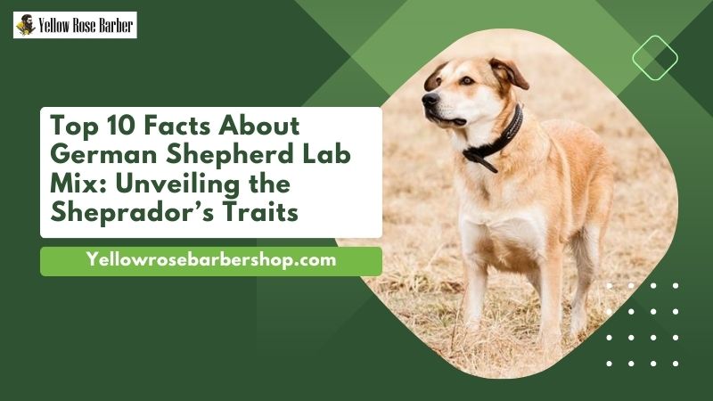 Top 10 Facts About German Shepherd Lab Mix: Unveiling the Sheprador’s Traits