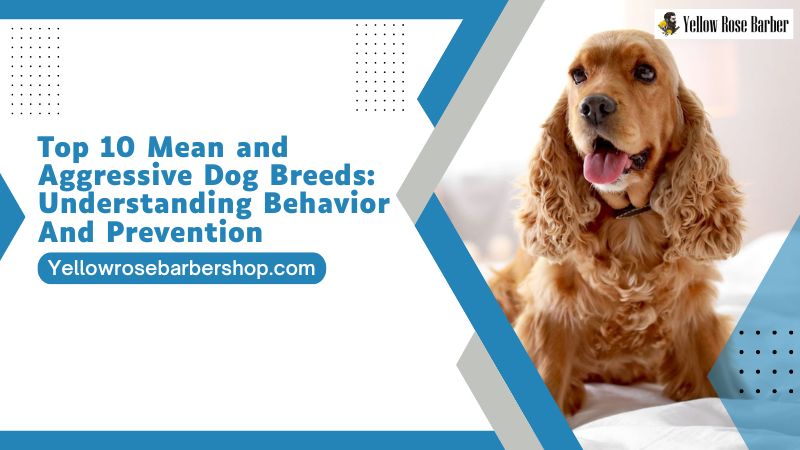 Top 10 Mean and Aggressive Dog Breeds: Understanding Behavior and Prevention