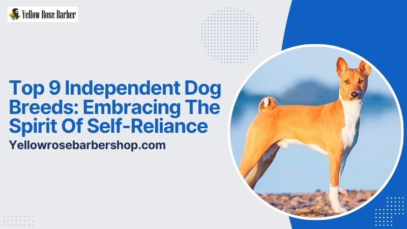 Top 9 Independent Dog Breeds: Embracing the Spirit of Self-Reliance