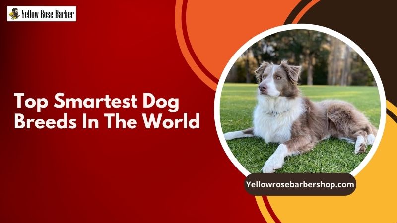 Top Smartest Dog Breeds in the World