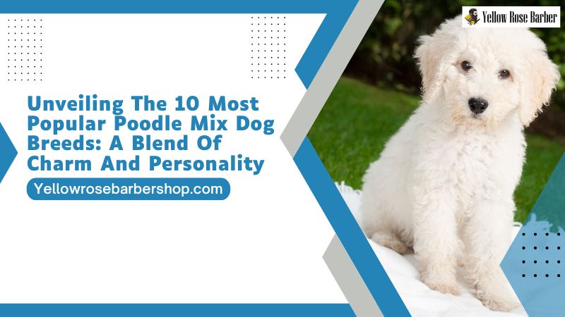 Unveiling the 10 Most Popular Poodle Mix Dog Breeds: A Blend of Charm and Personality