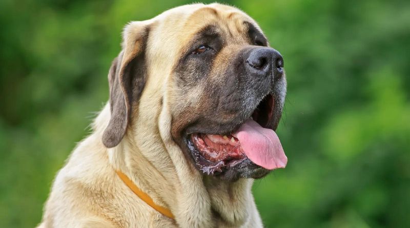 10 Different Types of Mastiff Breeds to Know