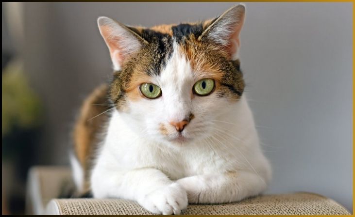 Calico