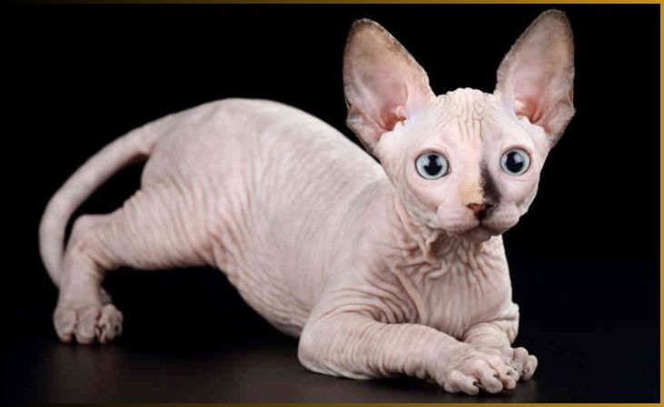  Canadian Hairless