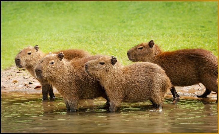  Capybaras