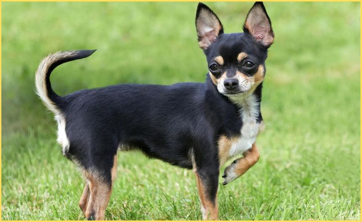 Chihuahua: Tiny But Mighty in the City