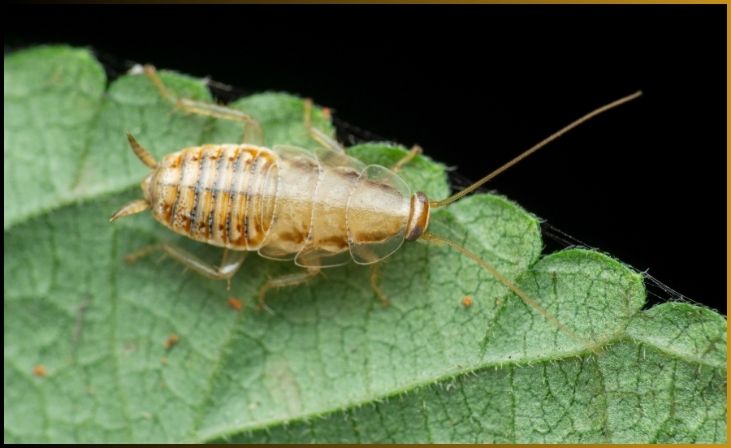 Cockroaches (Various species)