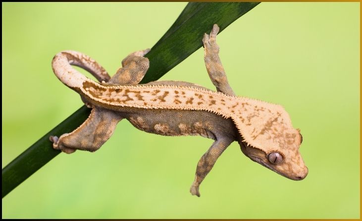 Crested Gecko
