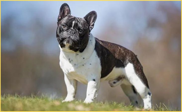 French Bulldog: Compact and Chic