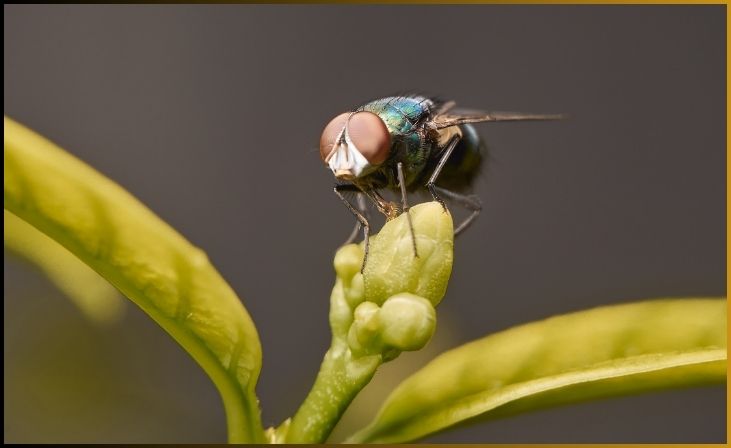Fruit Flies (Drosophila melanogaster)