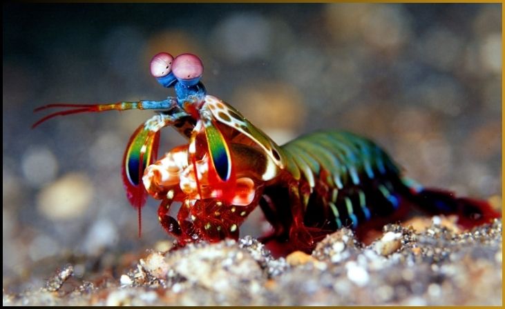 Mantis Shrimp