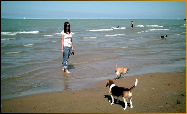 Montrose Dog Beach, Illinois