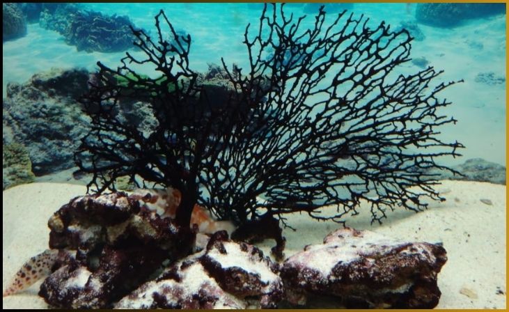 New Zealand Black Coral
