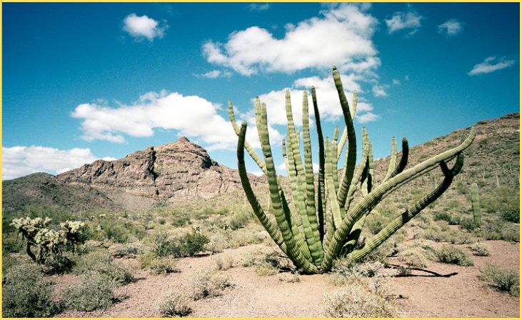 Organ Pipe Cactus National Monument: A Desert of Danger