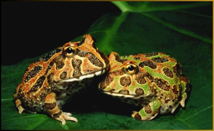 Pacman Frog (Horned Frog)