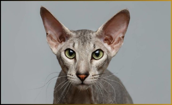 Peterbald