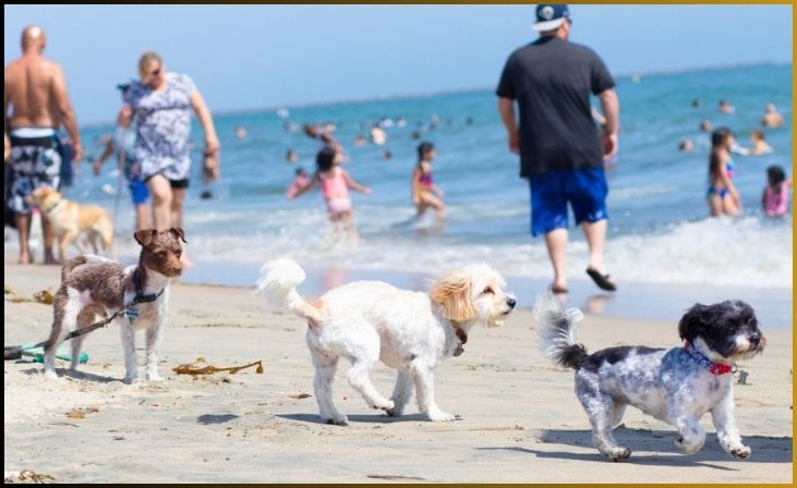 Rosie's Dog Beach, California