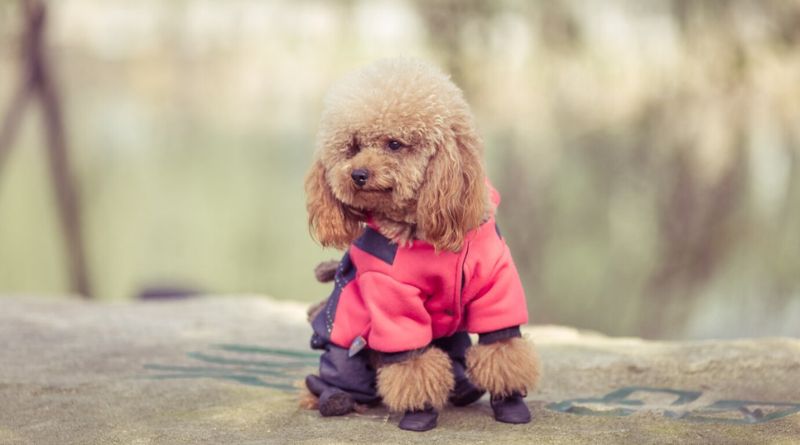 The Cutest Poodle Mixes Ever Created Discover Their Charm (1)