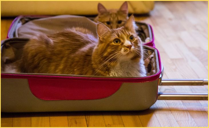 Travel-Friendly Cat Bed