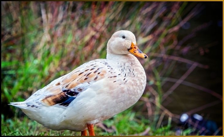 Welsh Harlequin